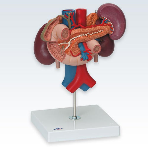 Kidneys With Rear Organs Model