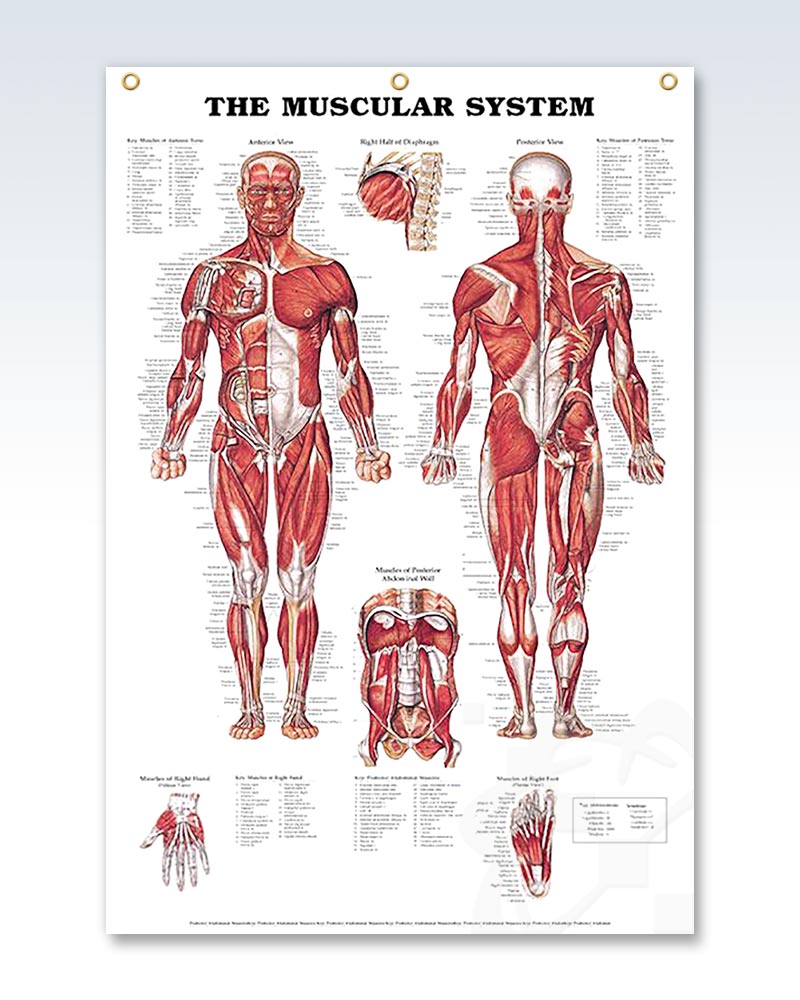 The Muscular System Enlarged Anatomy Poster – ClinicalPosters