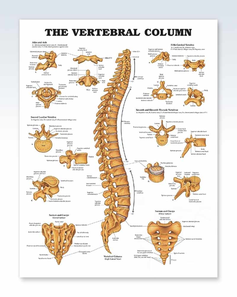 Vertebral Column Exam-Room Anatomy Poster – ClinicalPosters