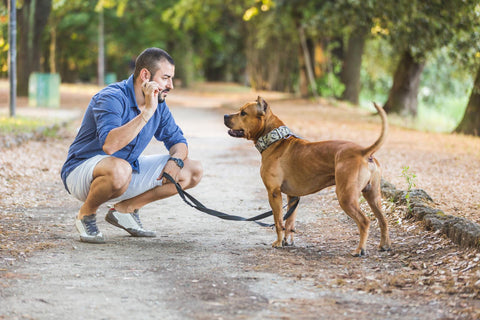 rappel chien