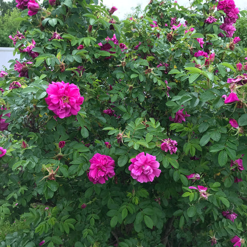 Old-fashioned rose bush