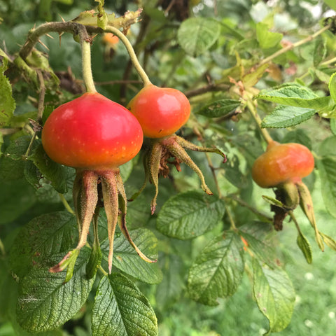 Rose Hips