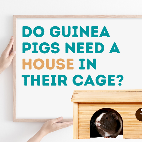 do guinea pig need a house in their cage kavee