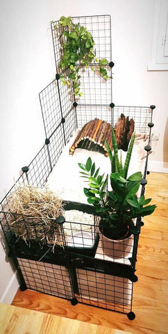 C&C cage decorated plants c and c cage guinea pig uk grid kavee 