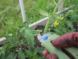 Snip off shoot close to stem and leaf branch