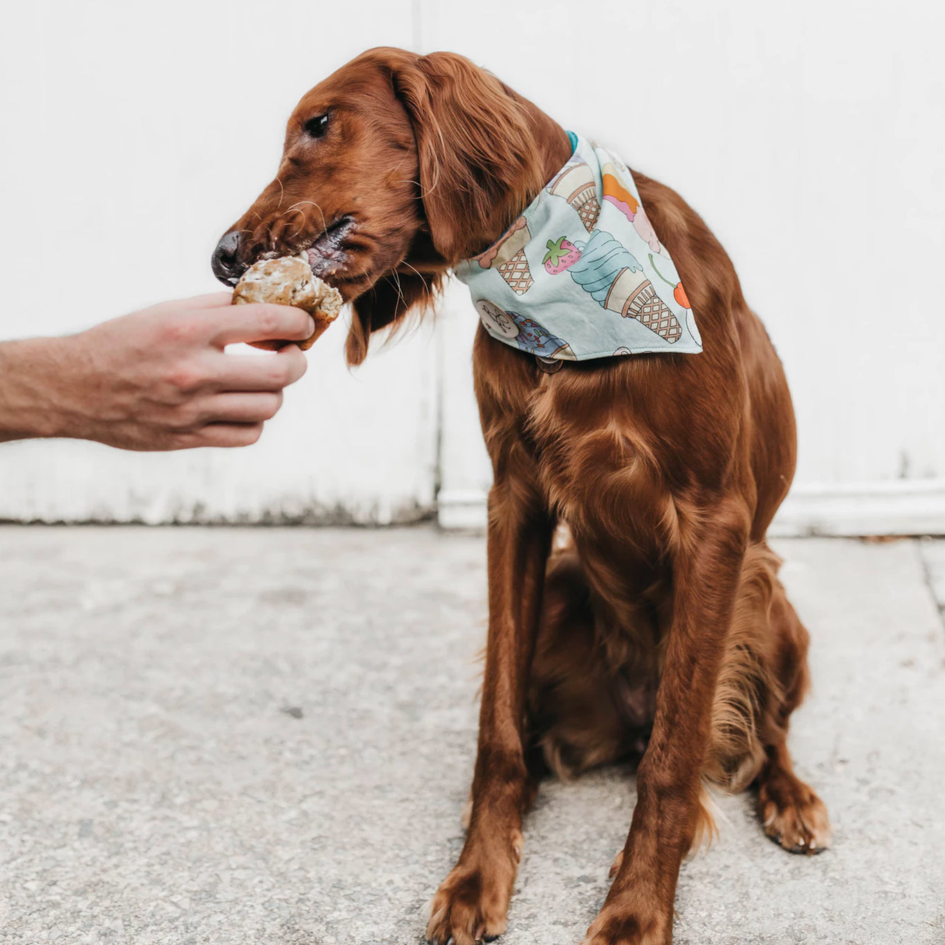 why do dogs love treats