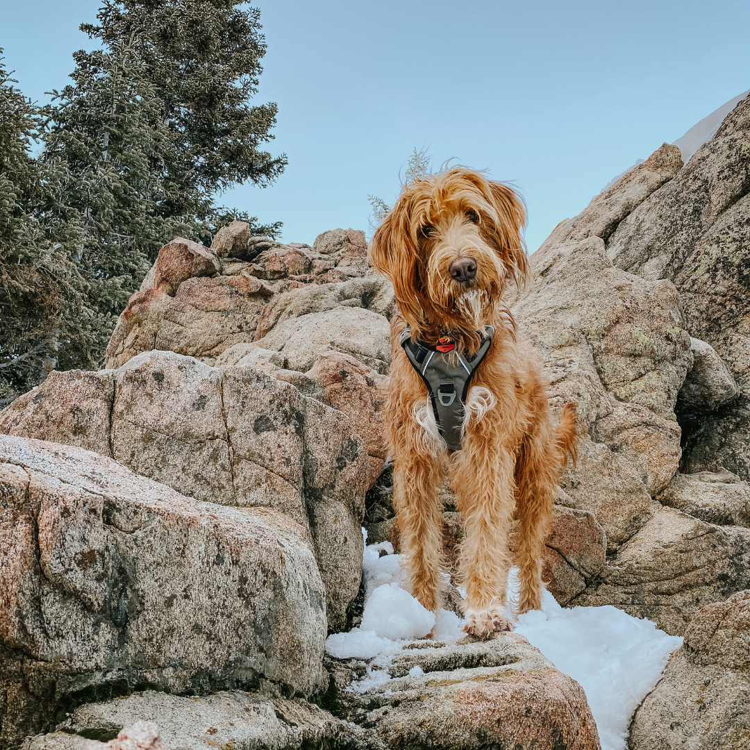 how do i keep my dog cool while camping