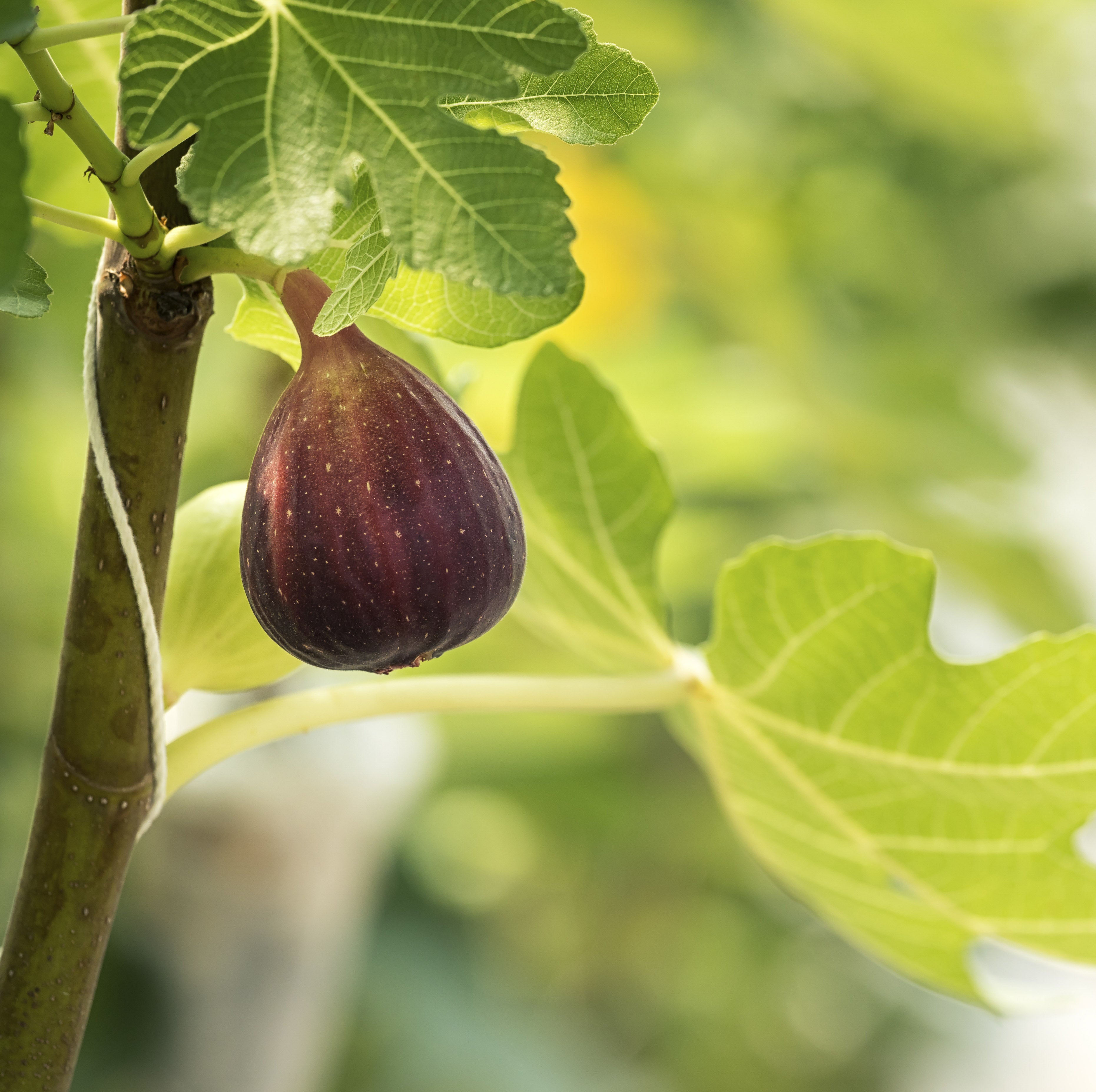 can dogs eat fig fruit