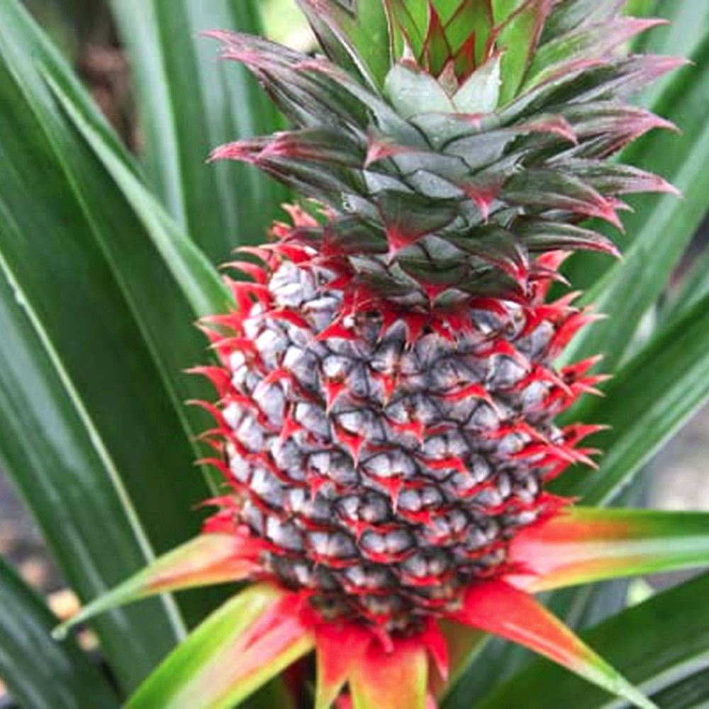 goedkeuren Tegenstander spiritueel Florida Special Pineapple - Ananas comosus – Wellspring Gardens