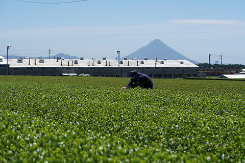 A farmer works in the lush, green tea field of Ikeda Matcha, an environmentally conscious tea brand.