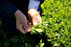 Green tea leaves in hands of farmer in green tea field