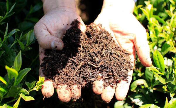 Man Holds a Pile of Soil in his Hand