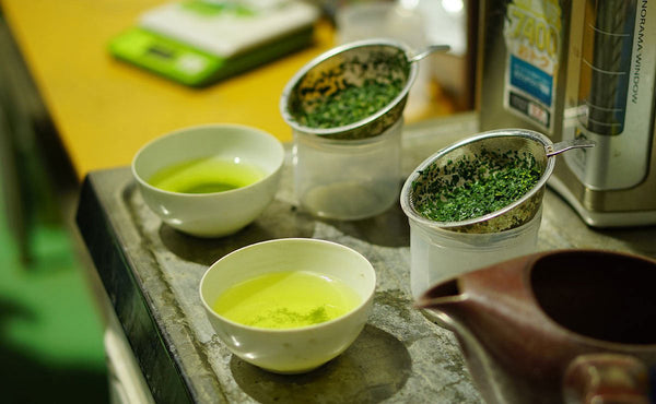 factory testing the quality of two cups of sencha green tea