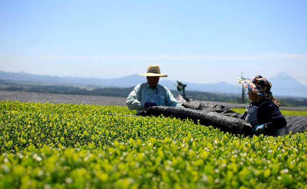 farmers harvesting matcha leaves