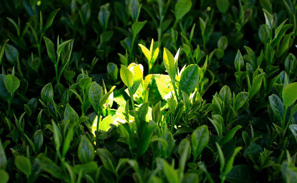 closeup of matcha tea leaf bush