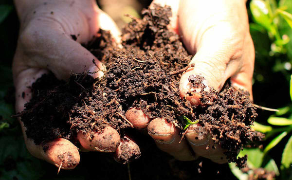 hands holding organic soil