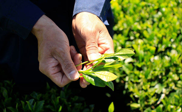hands holding freshly picked green tea leaves