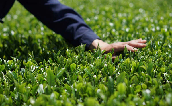 hand inspecting matcha tea leaf field