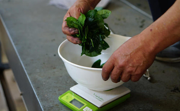 Man weighs fresh green tea leaves in bowl on digital scale