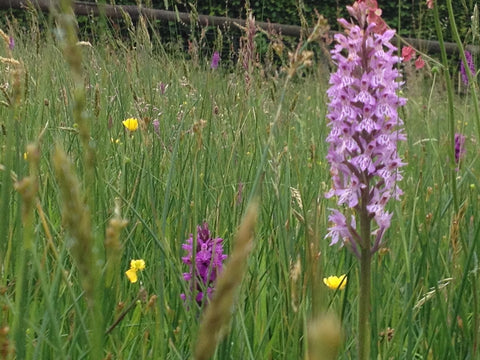 Wild orchids grow in our hay meadows