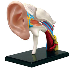 4D Human EAR Drum Canal Body Anatomy 3D Puzzle Model science Medical NEW For Ages 8+ 22 Piece Model with Stand and Assembly Guide