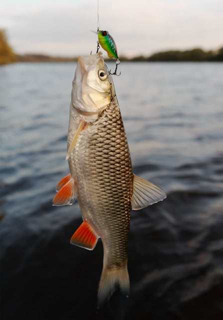 fishing lure catches fish