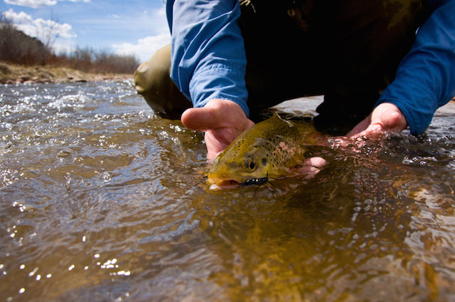 Fish Release