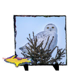 8x8 Slate Wildlife Snowy Owl-3408 