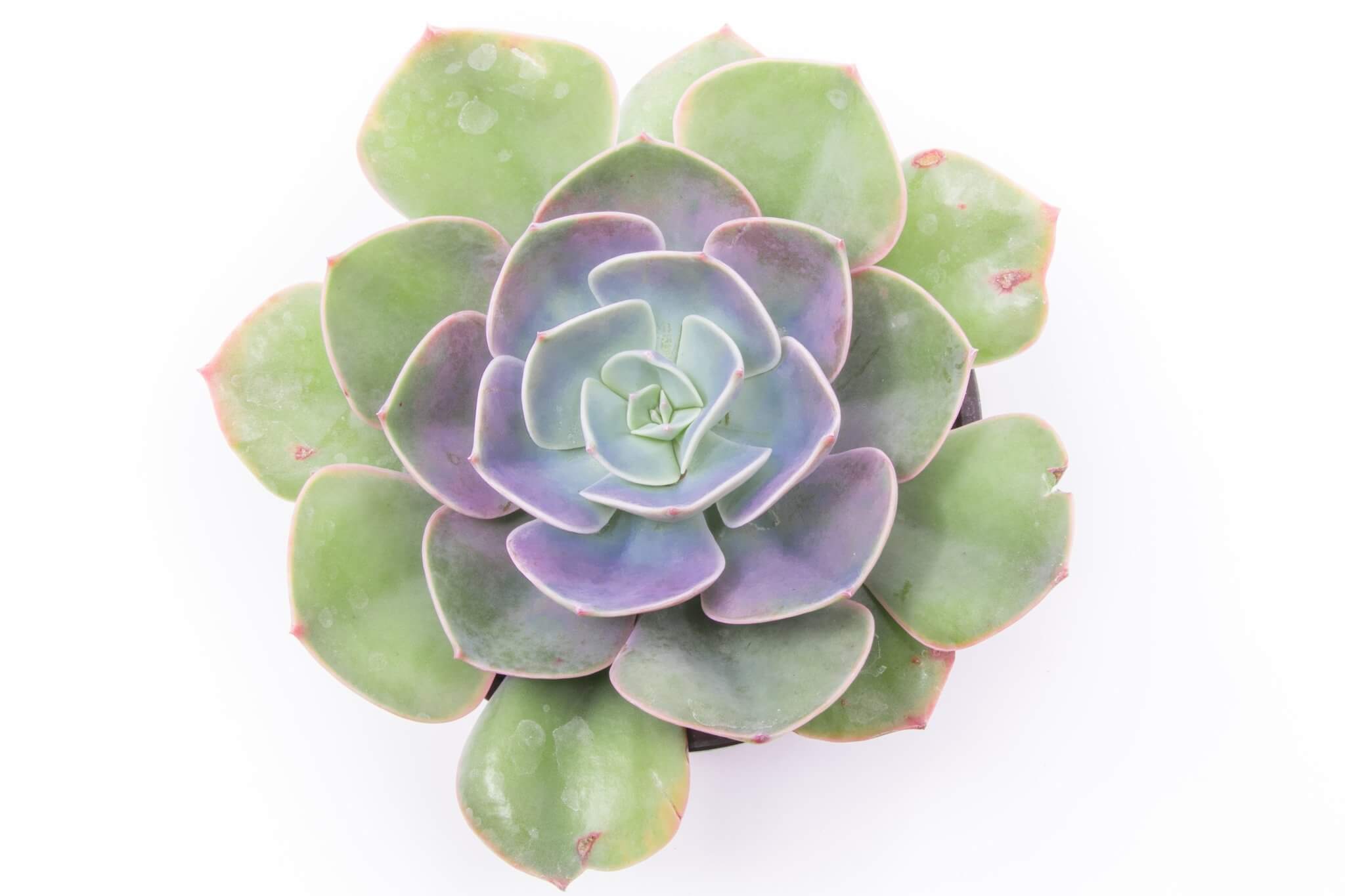 Echeveria 'Cassyz Winter' – Succy Crafts