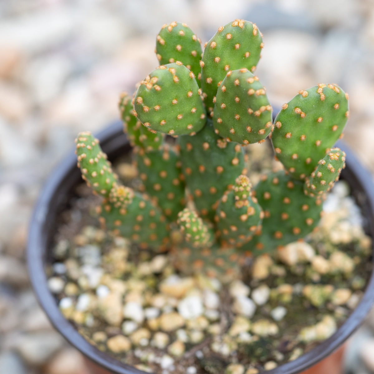 Mini Cinnamon Cactus *Rare* | Everything You Need To Know About Them!