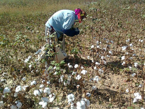 Cotton HArvest