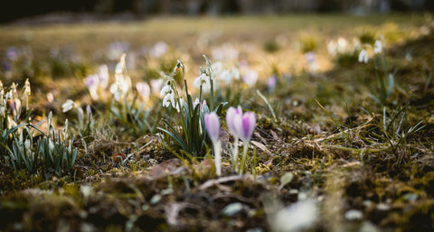 Spring is here, and we are making sustainable changes to our ethical fashion company. a picture of crocuses and snowdrops in the frost.