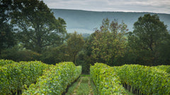 English Vineyard Example Celebrating English Wine Week