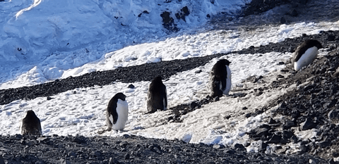 penguin in Antarctica
