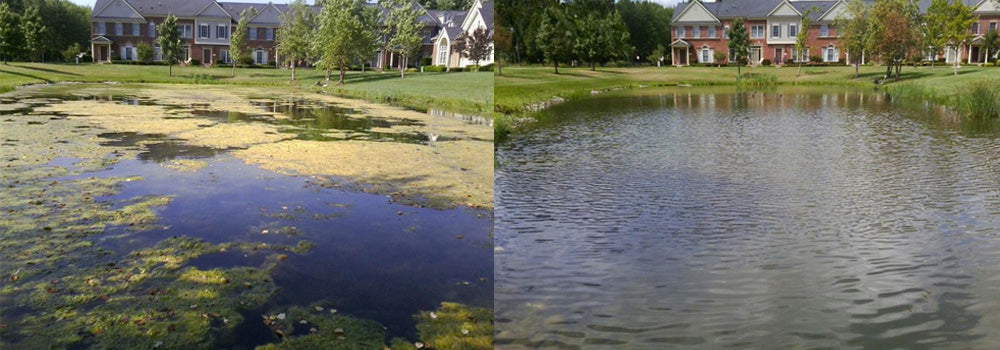 Algae Before and After