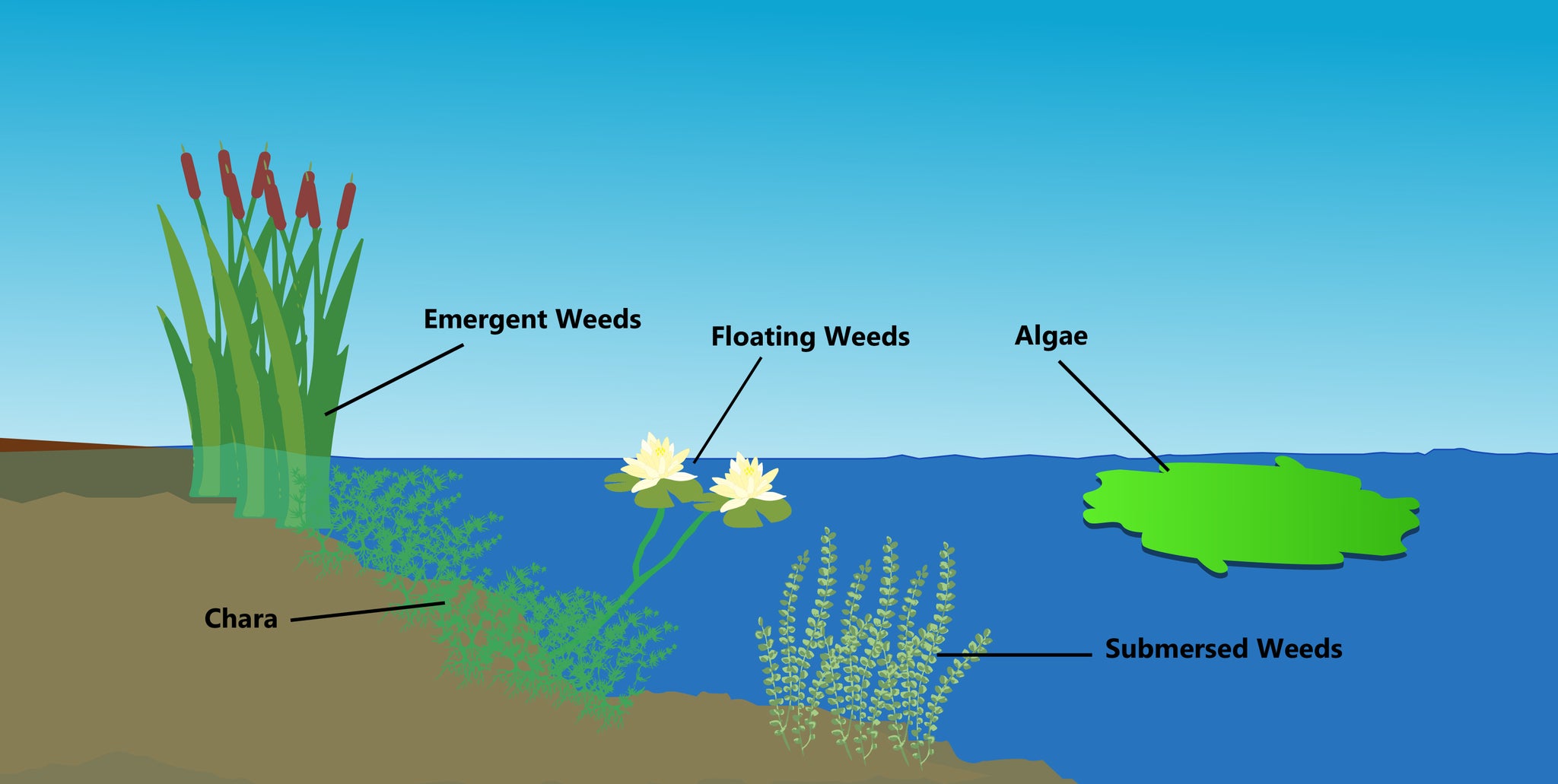 Aquatic Weed Control Diagram