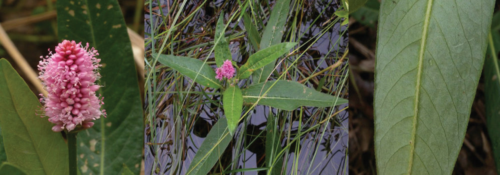 Water Smartweed Guide