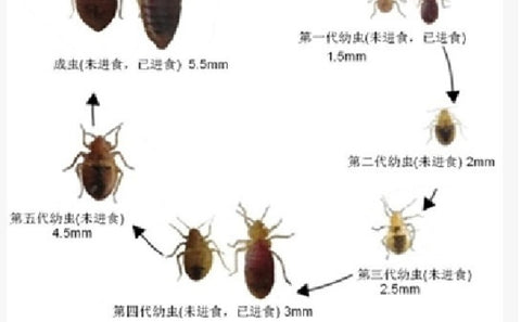The Best Product in the world to kill Bed Bugs     全球最好的殺滅床蝨產品