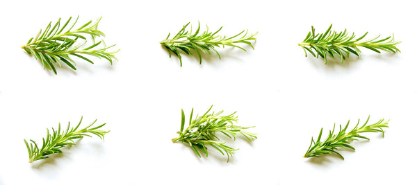 Rosemary Oil antioxidant and antimicrobial