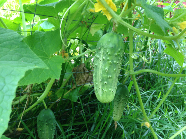 Use a trellis, such as a wire tomato cage, to increase the leaf-to-fruit ratio of your cucumbers