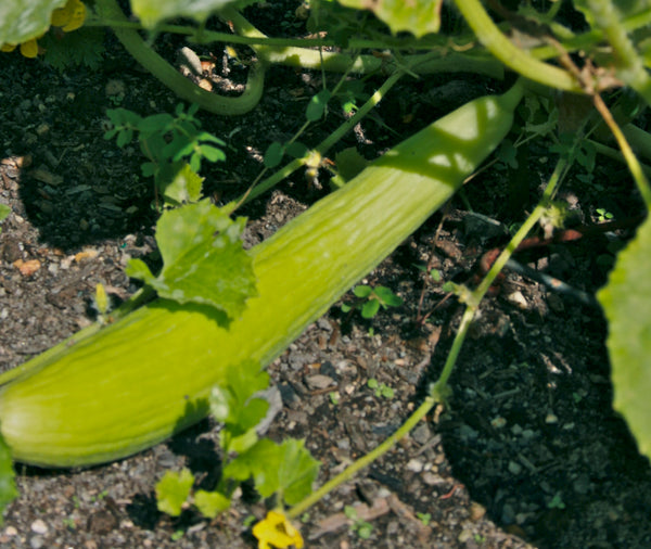 Armenian cucumber is one of the longer varieties of cucumber.