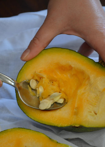 How to Save open-pollinated squash seed - scoop seeds