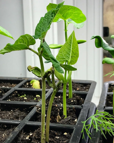 Lima Bean Seedlings and grow lights