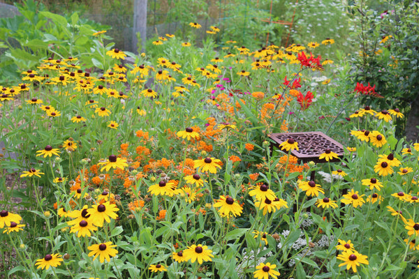 Companion planting with flowers and vegetables is great for garden production and pollinators.
