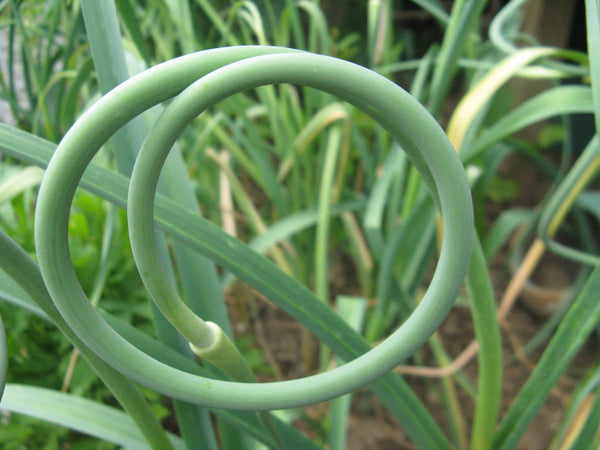 Hardneck varieties of garlic produce scapes, in June clip the scapes back 6-8" to encourage bulbs to thicken.