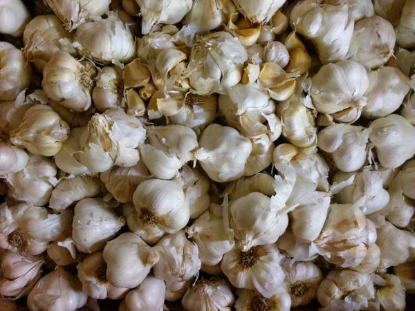 The best way to store garlic is in a cool, dry place preferably in a paper bag.