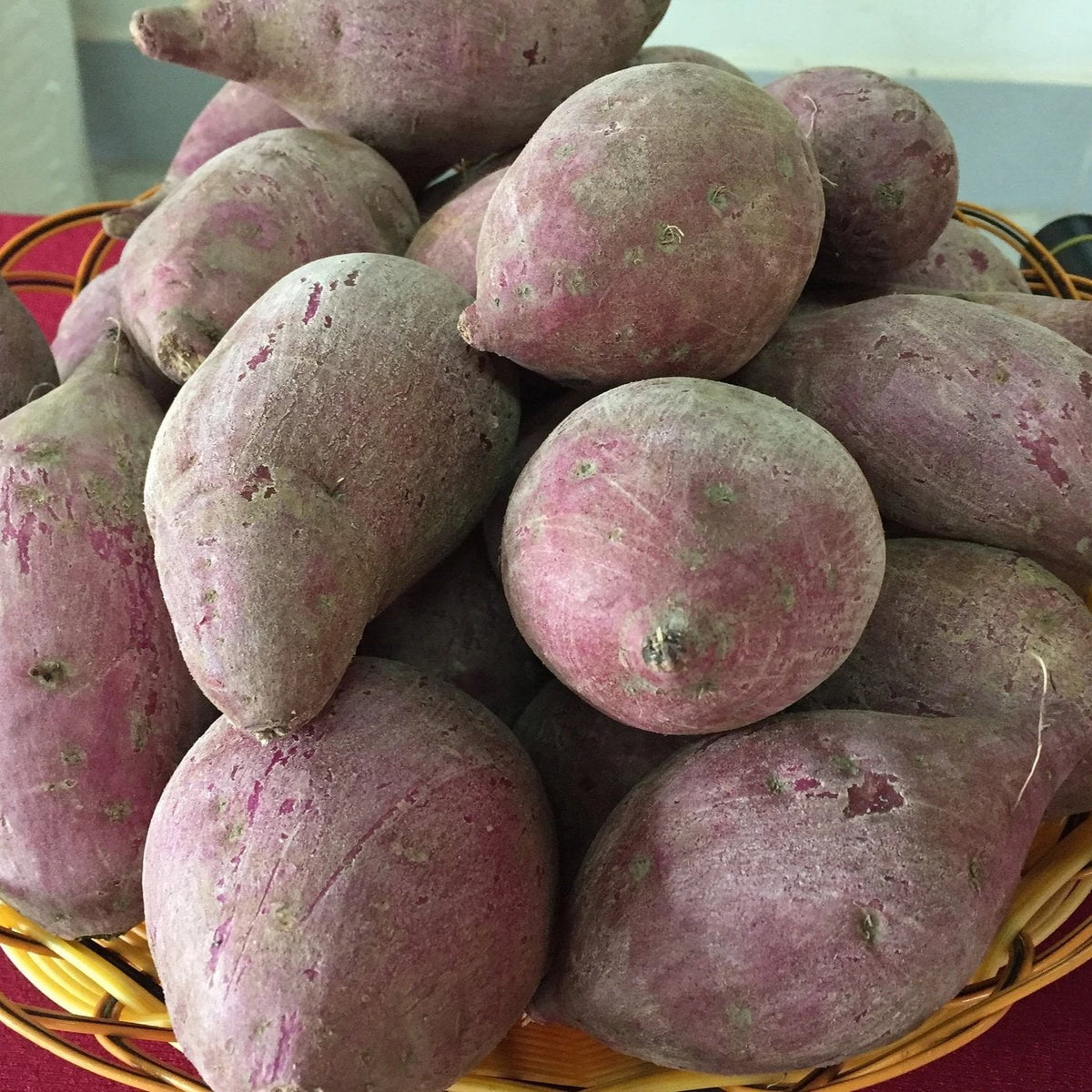 Risala Extra Large Japanese Purple Sweet Potato Organic Tuber for Planting