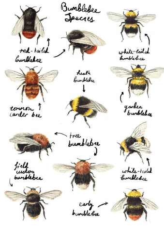 bee poster