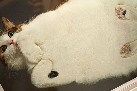 Cat on a clear glass pane - from below