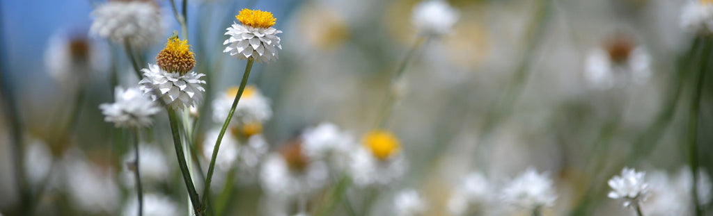 Closeup of grass white flower with yellow pollen